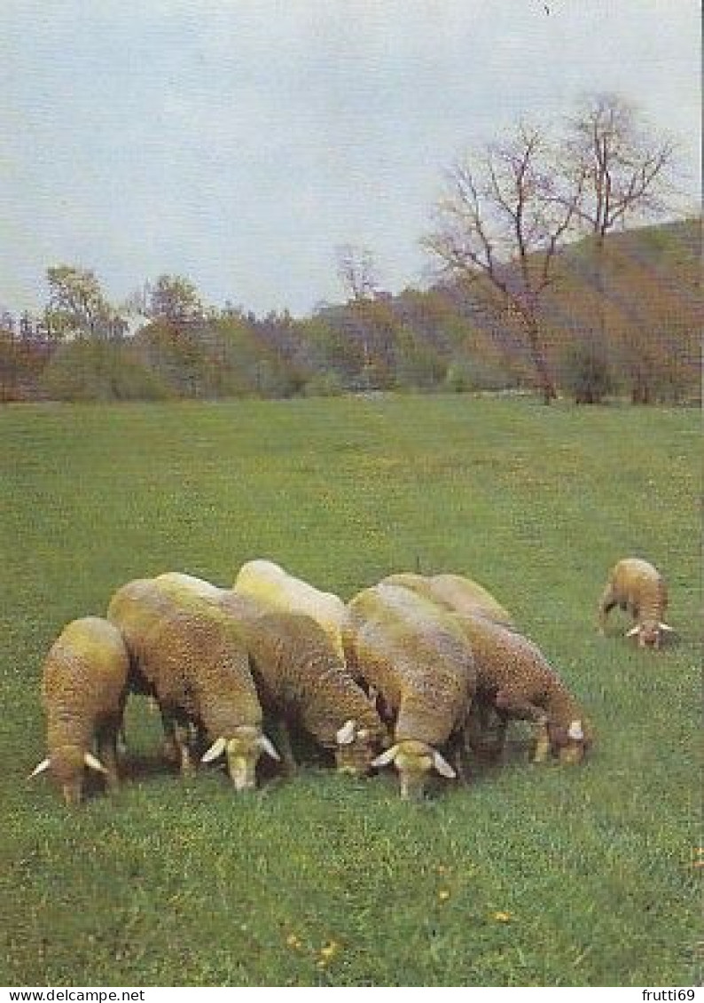 AK 215055 SHEEP / SCHAAF ... - Other & Unclassified