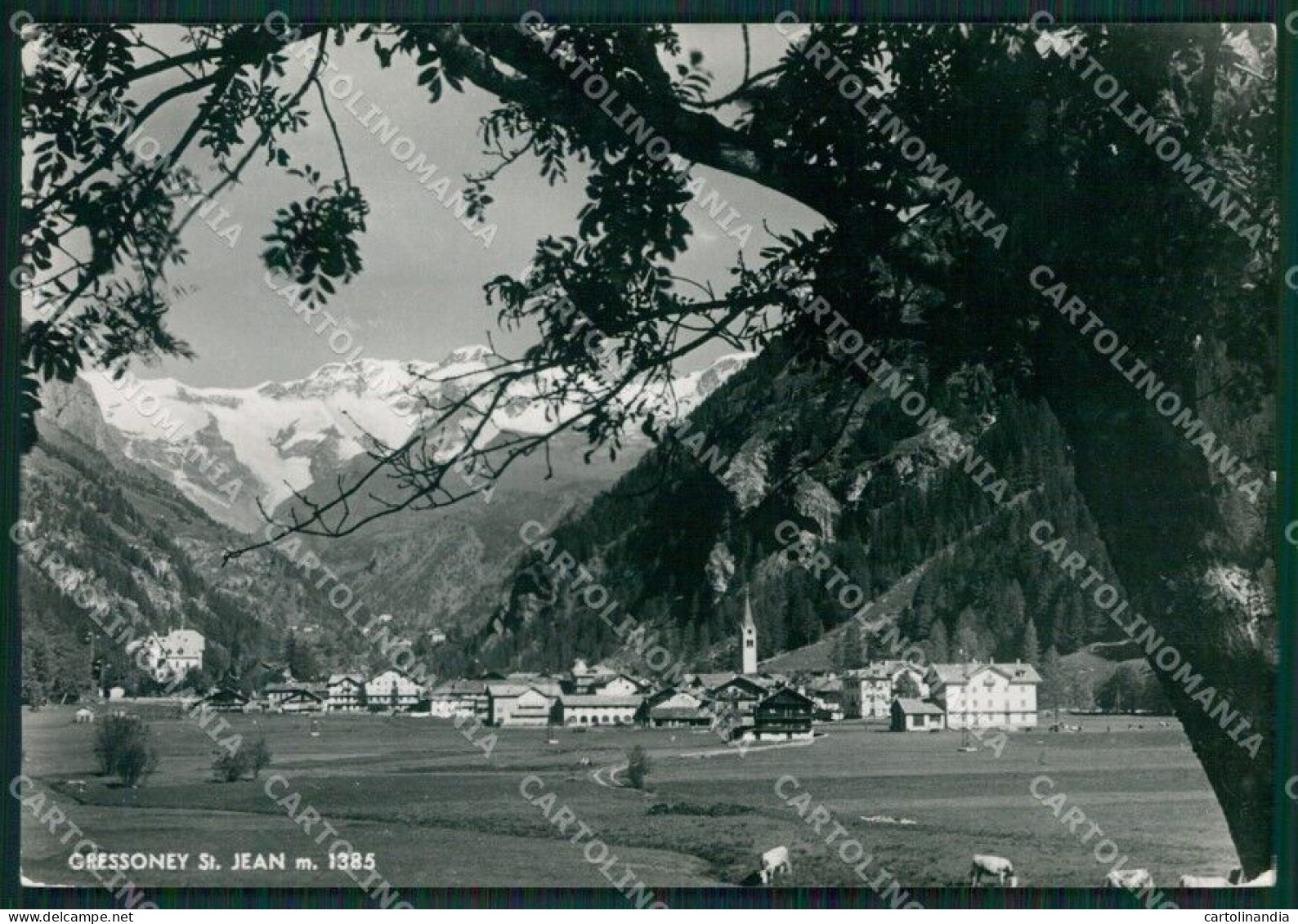 Aosta Gressoney Saint Jean Pascolo Foto FG Cartolina KB1743 - Aosta