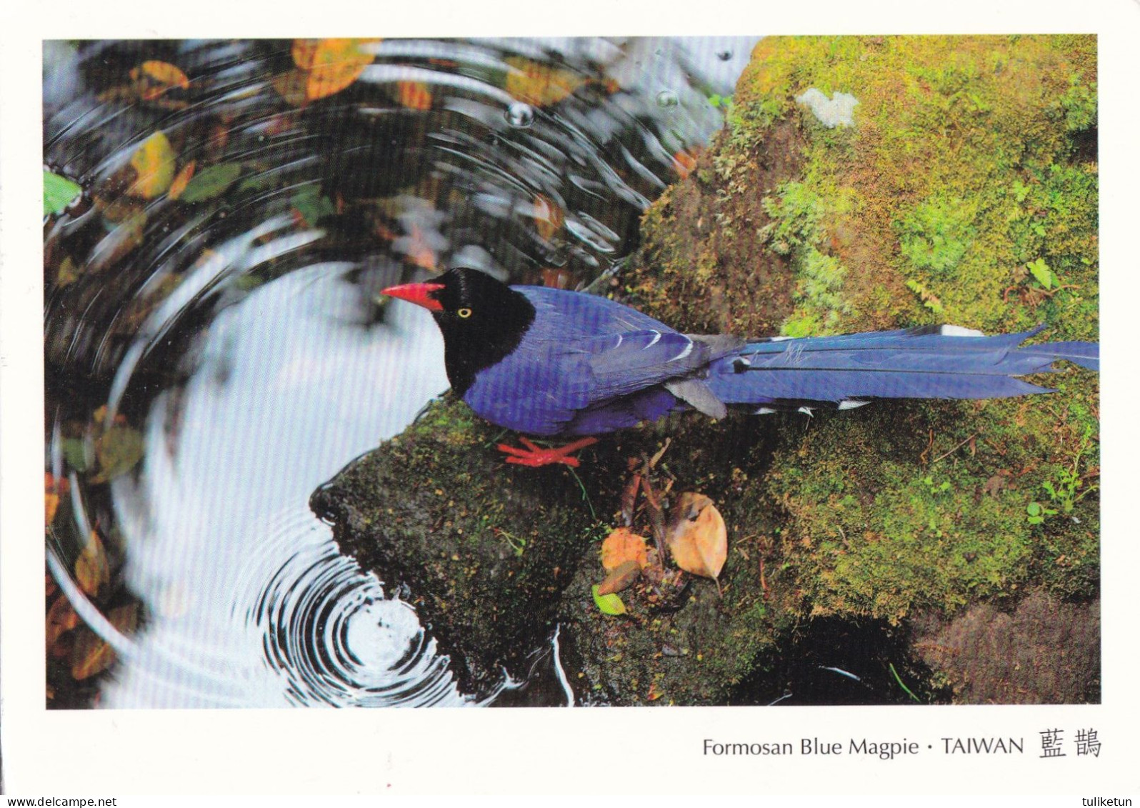 Bird - Oiseau - Vogel - Uccello - Pássaro - Pájaro - Formosan Blue Magpie - Taiwan - Oiseaux