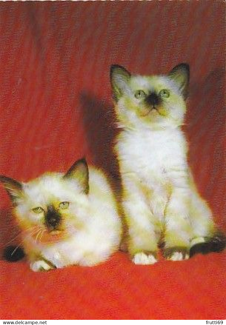 AK 215075 CAT / KATZE ... - Chats