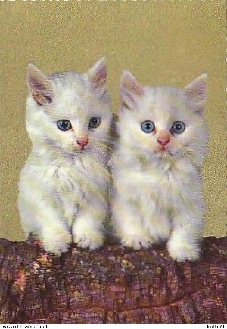 AK 215090 CAT / KATZE ... - Chats