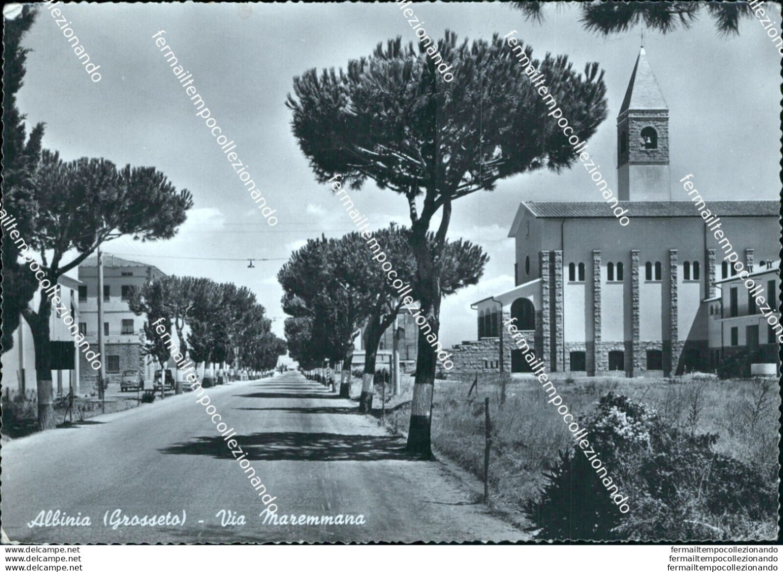 Br56 Cartolina Albinia Via Maremmana  Provincia Di Grosseto Toscana - Grosseto