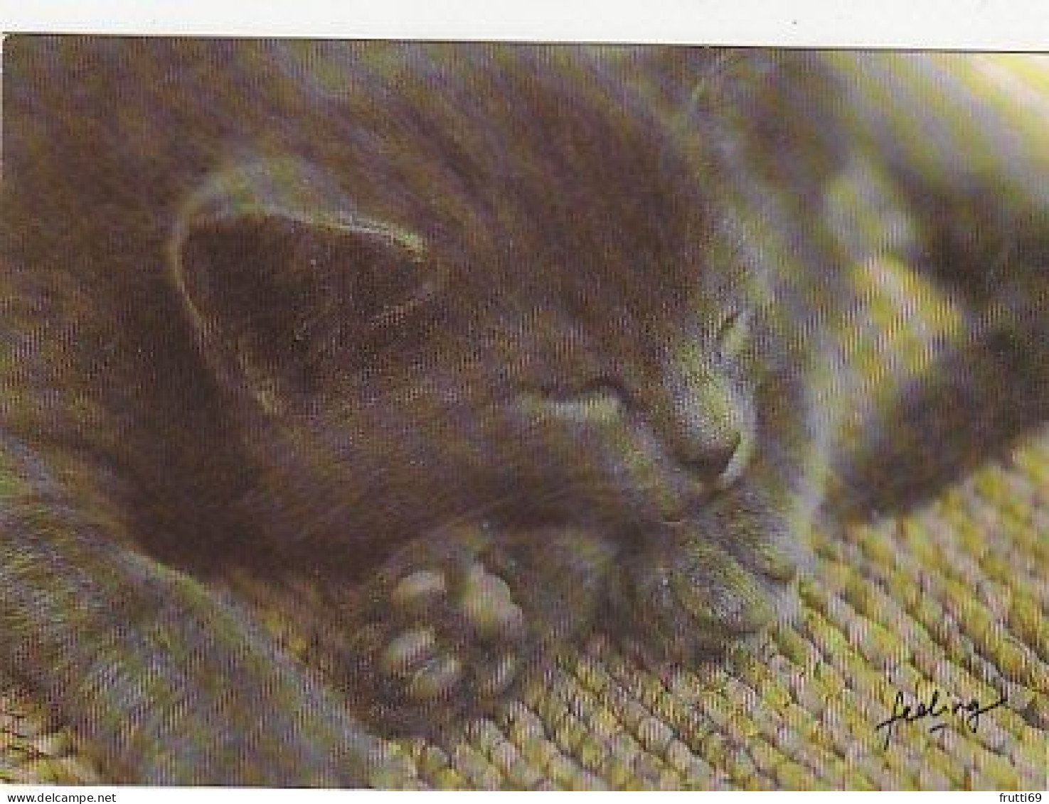 AK 215120 CAT / KATZE ... - Katzen