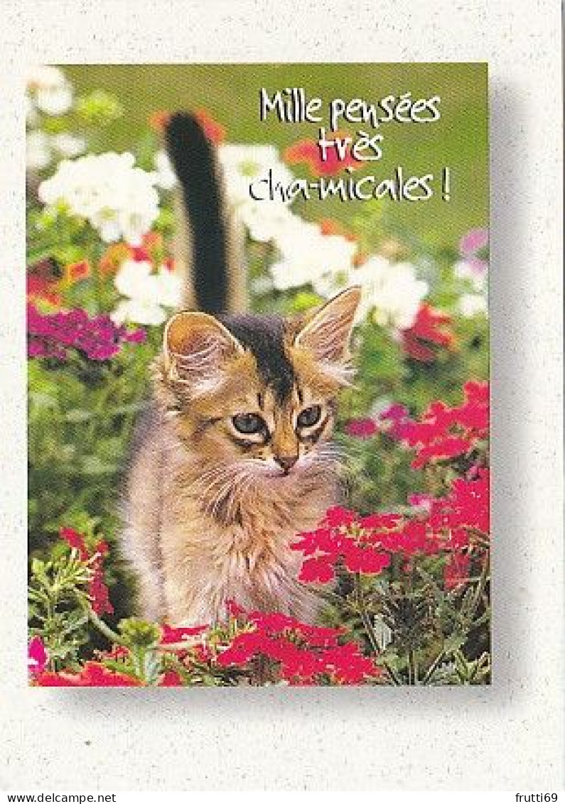 AK 215134 CAT / KATZE ... - Chats