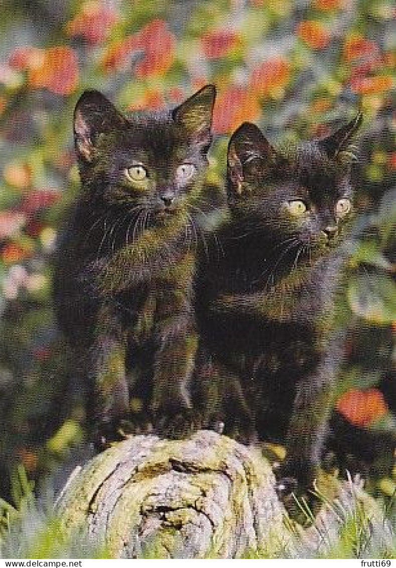 AK 215143 CAT / KATZE ... - Chats