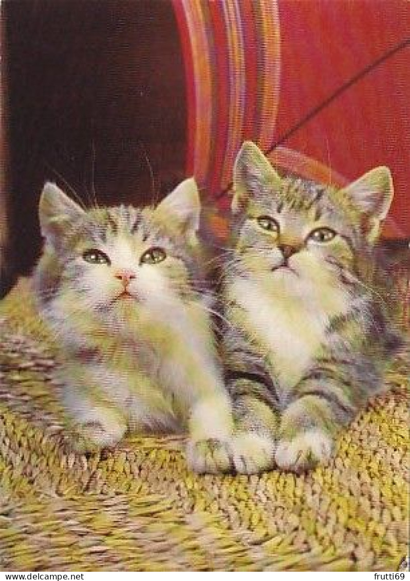 AK 215148 CAT / KATZE ... - Chats