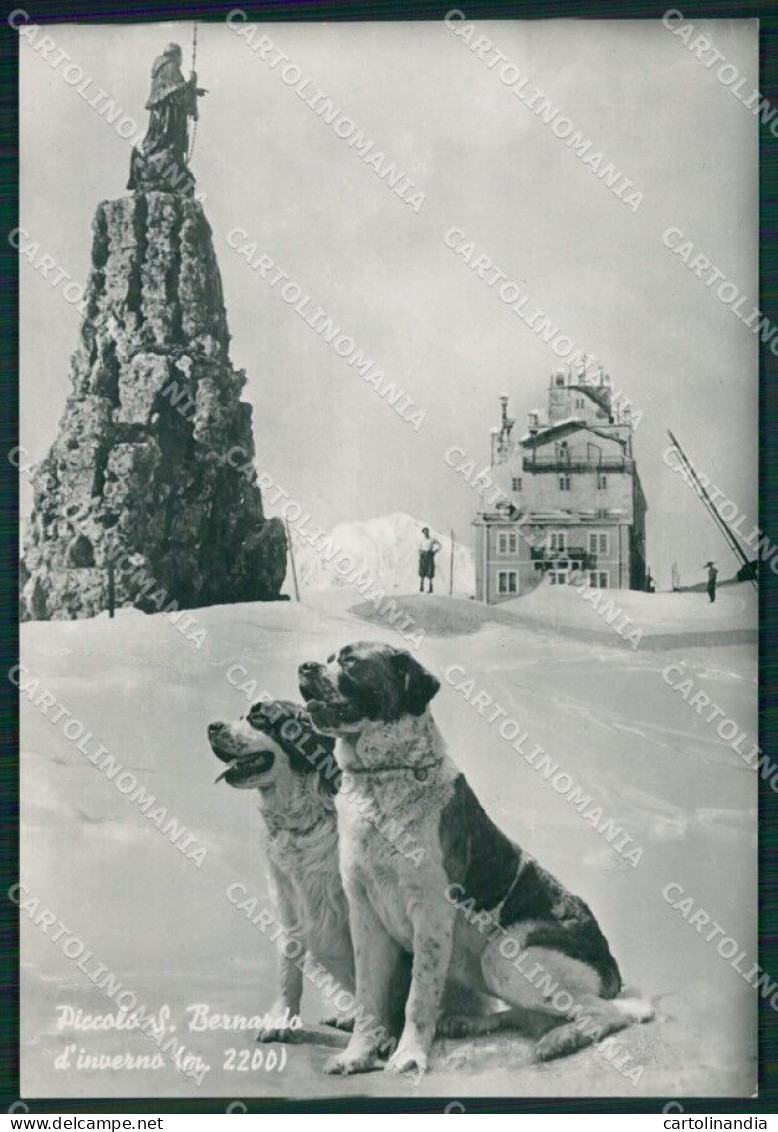 Aosta Piccolo San Bernardo Nevicata Cane Foto FG Cartolina KB1827 - Aosta