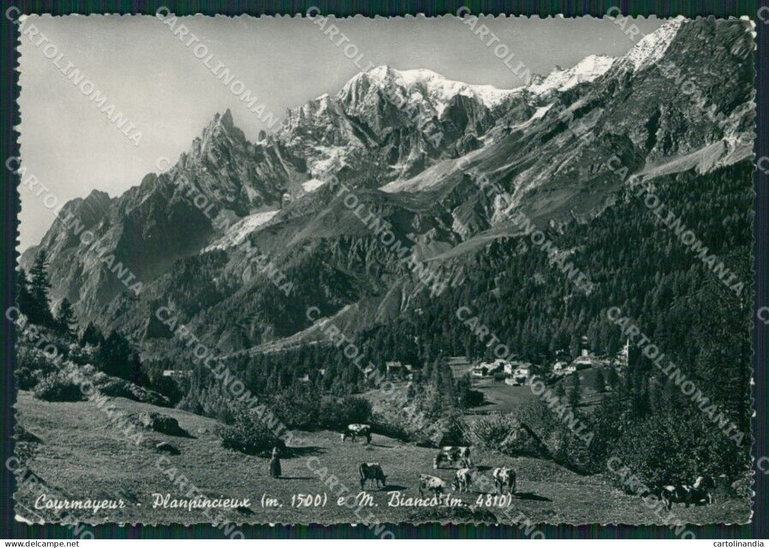 Aosta Courmayeur Planpincieux Monte Bianco Pascolo Foto FG Cartolina KB1831 - Aosta