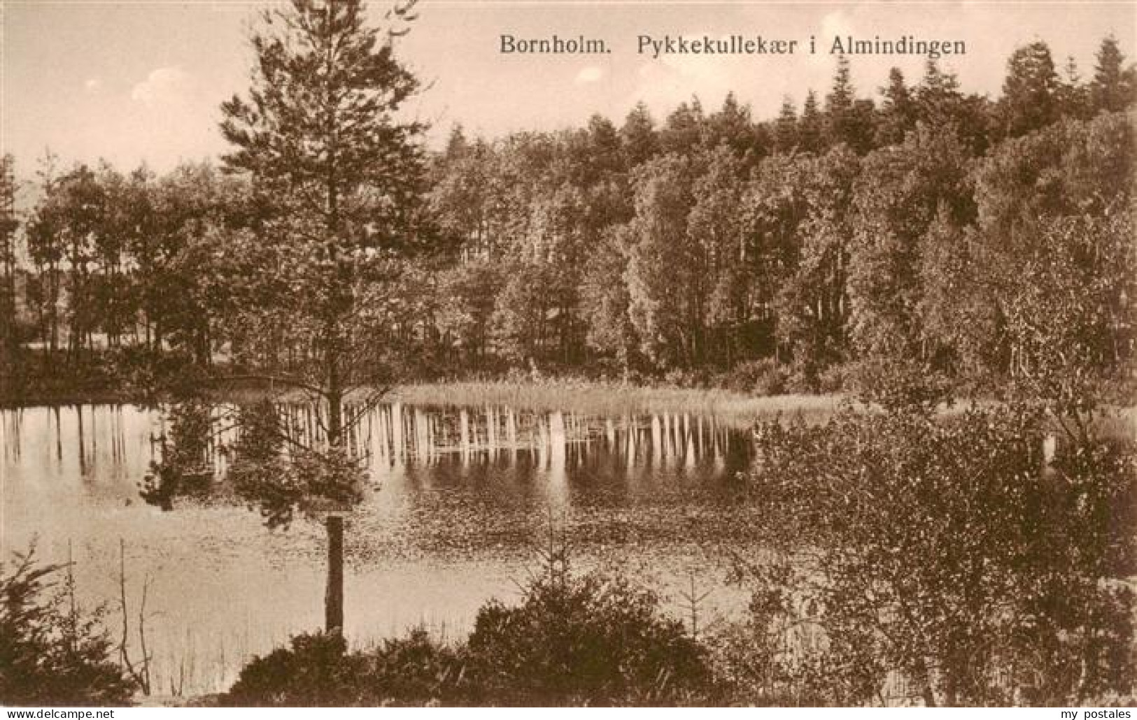 73899759 Bornholm Pykkekullekaer I Almindingen Bornholm - Denmark