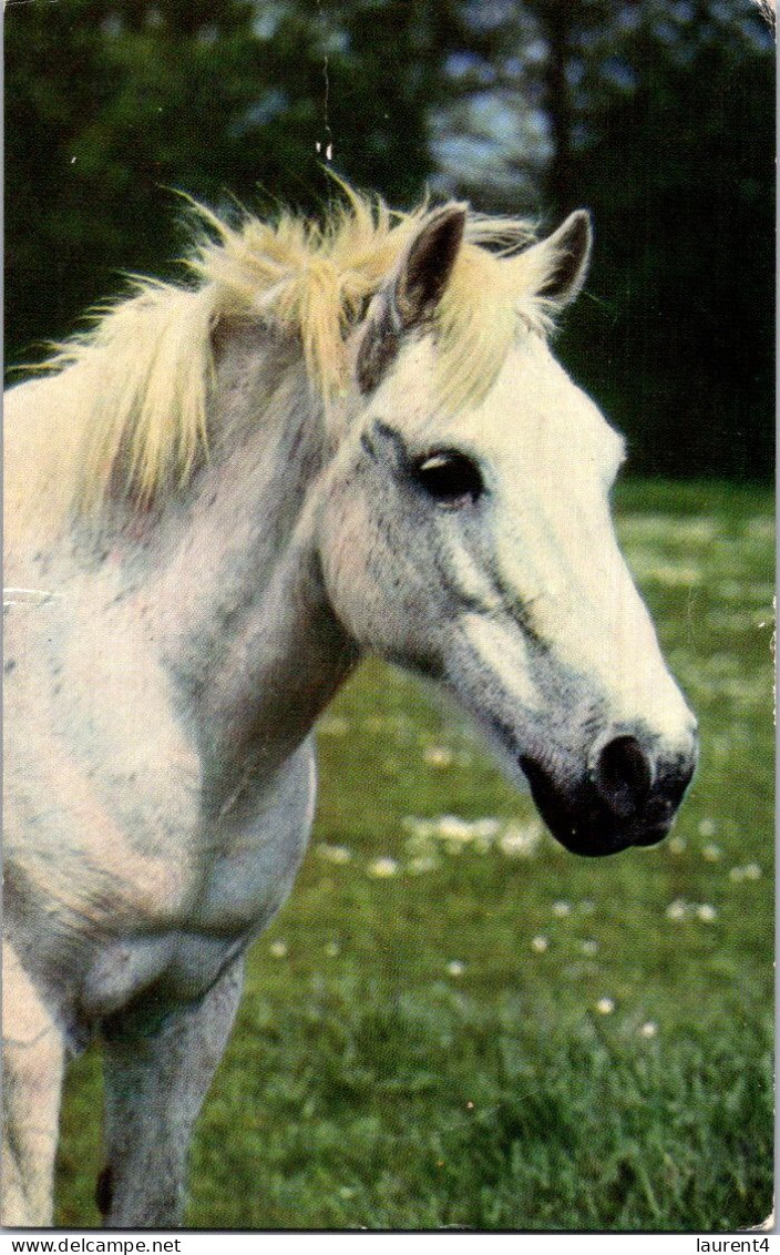 26-4-2024 (3 Z 6) UK (posted To Sénégal 1964 Under-paid And TAXED) - Horse / Cheval - Cavalli