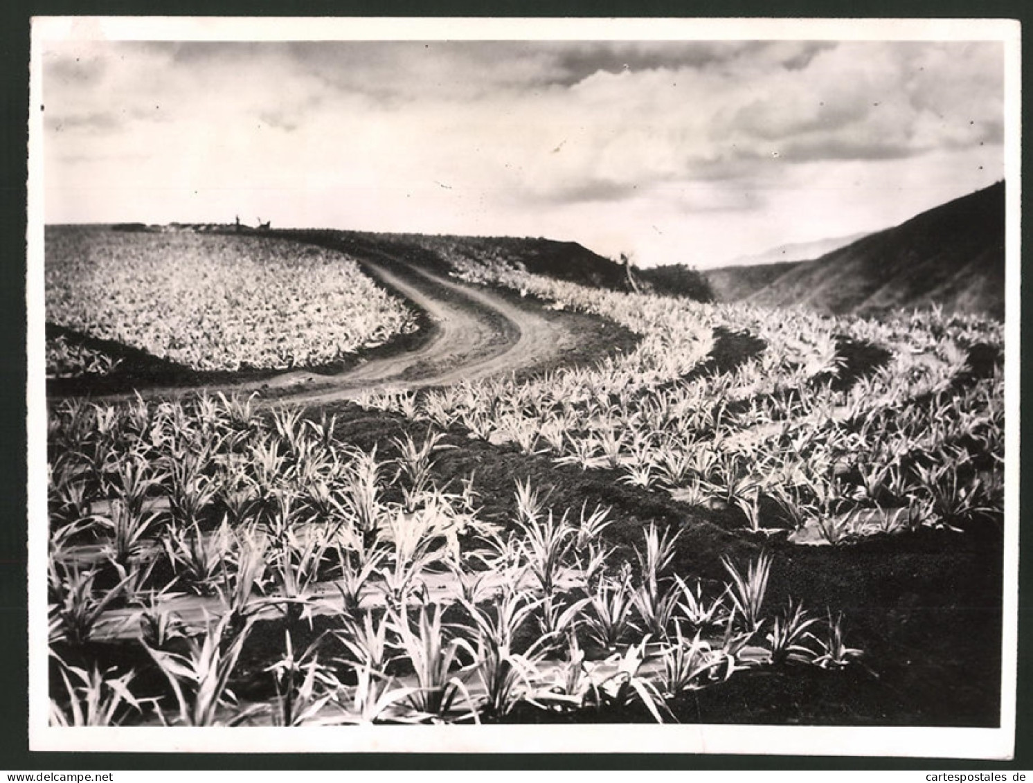 Fotografie Ansicht Hawaii, Felder Mit Ananaspflanzen  - Beroepen