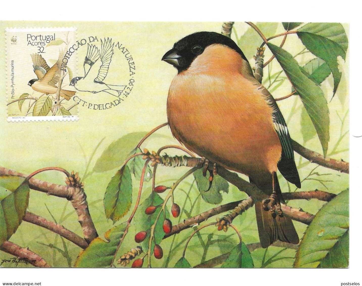 Aves - Açores - Cartoline Maximum
