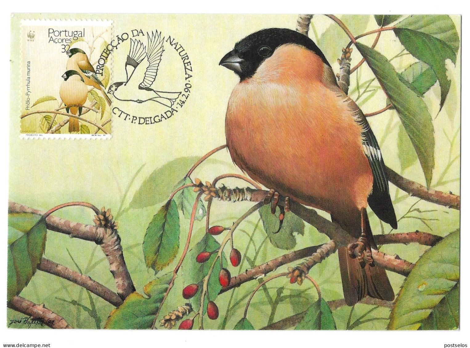 Aves - Açores - Maximum Cards & Covers