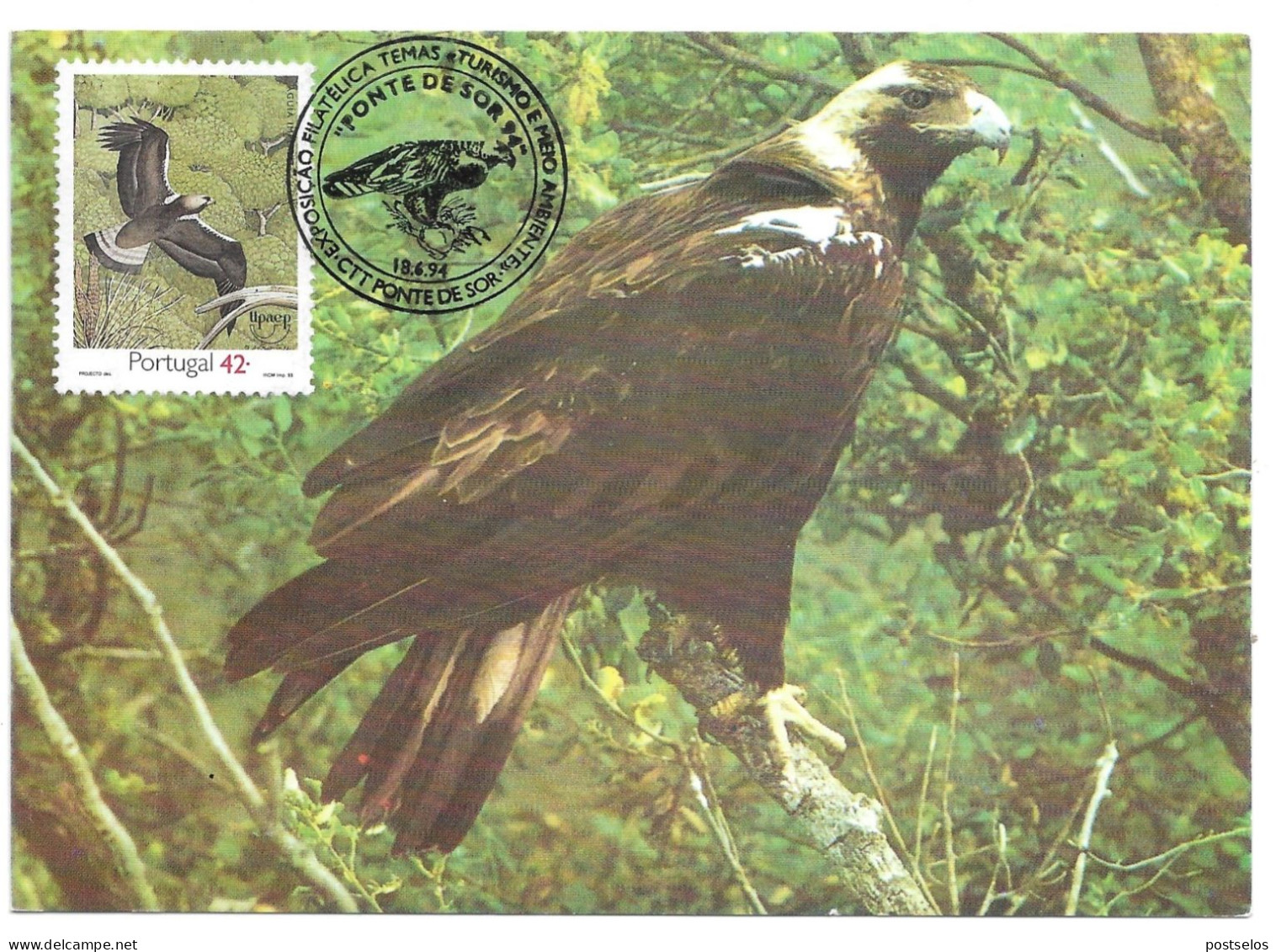 Aves - Rapina - Cartoline Maximum