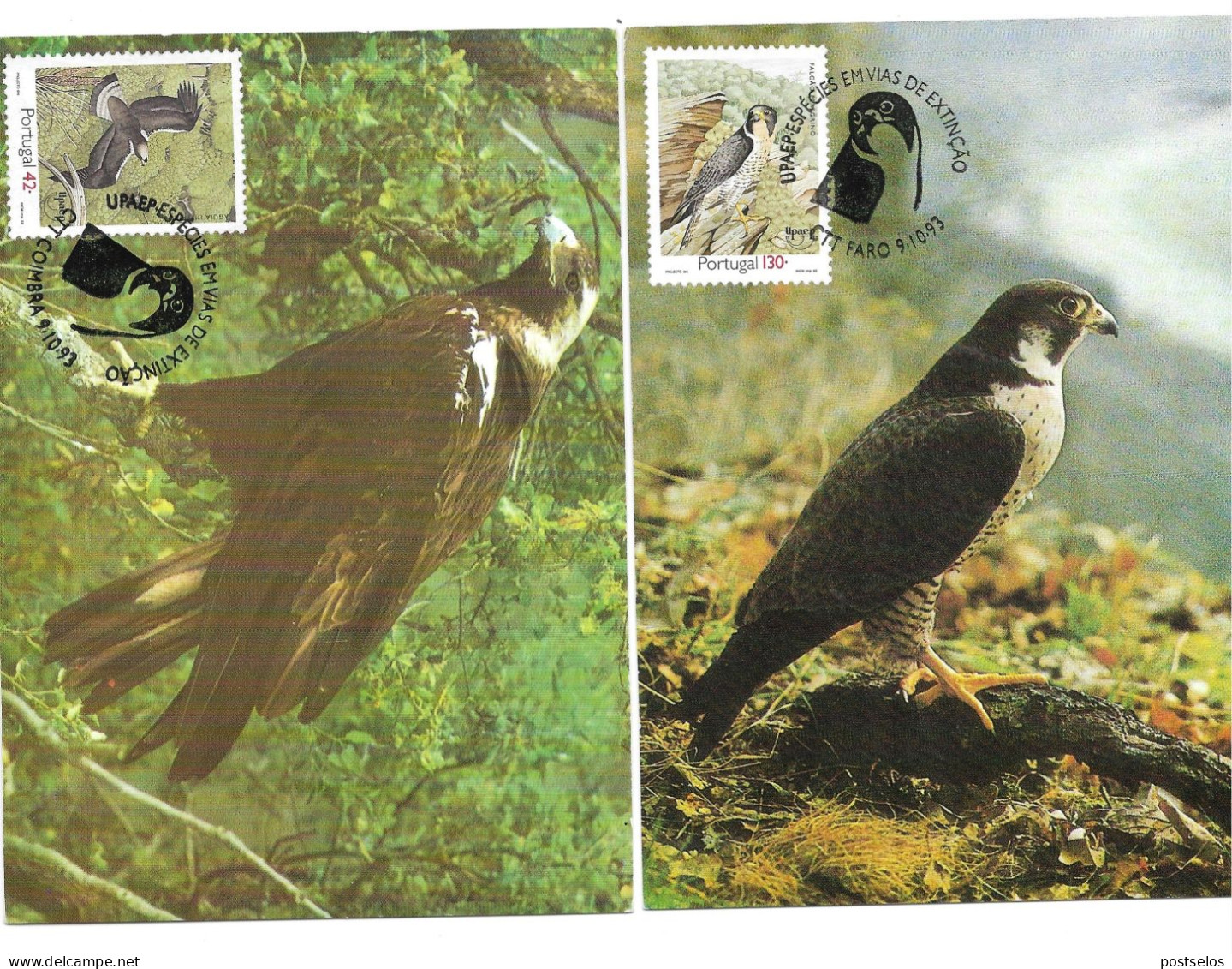 Aves - Rapina - Tarjetas – Máximo