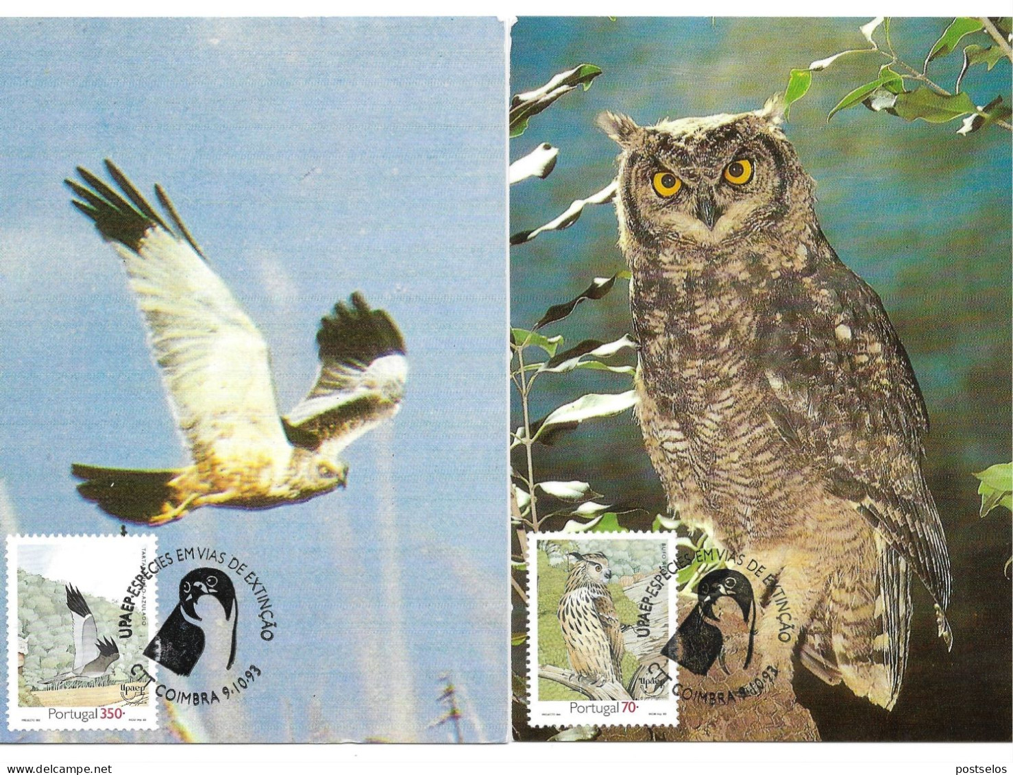 Aves - Rapina - Maximum Cards & Covers