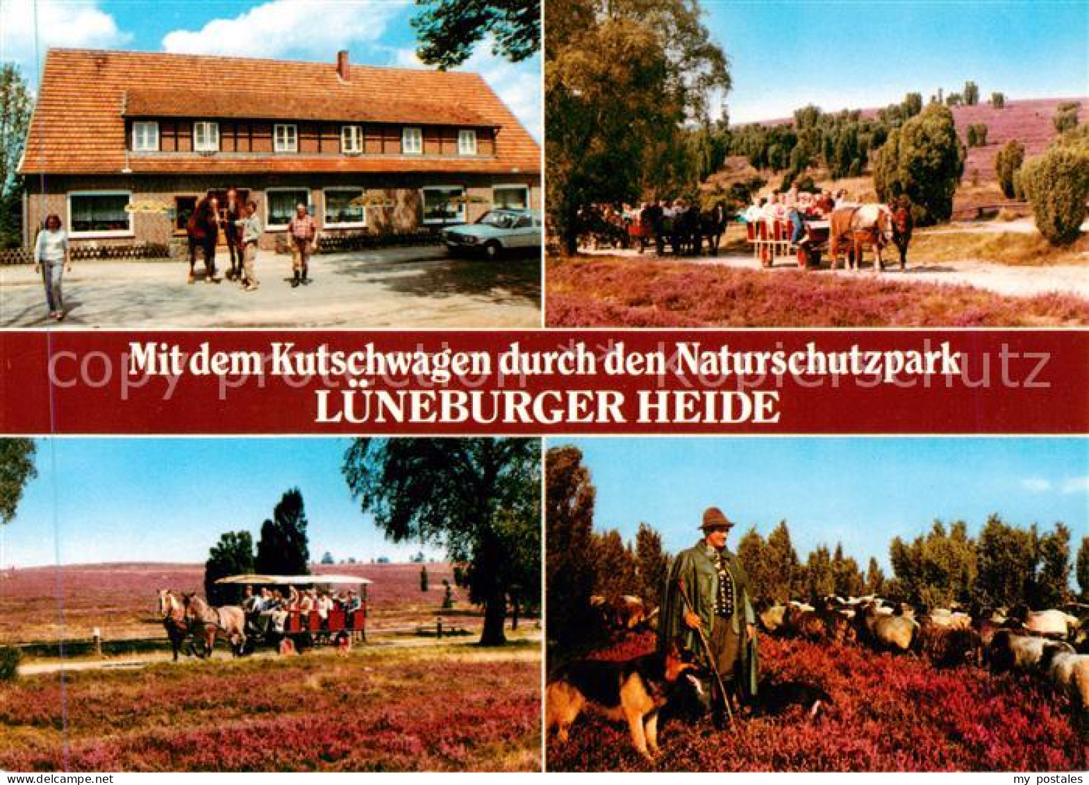 73858874 Lueneburger Heide Mit Dem Kutschwagen Durch Den Naturschutzpark Luenebu - Walsrode