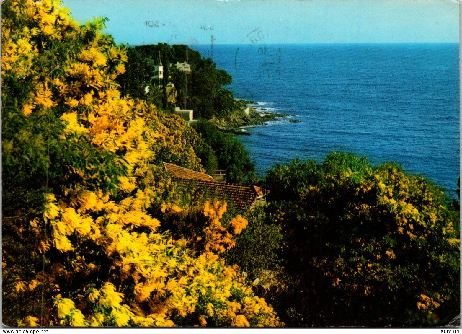 26-4-2024 (3 Z 8)  France - Posted 1971 - Mimosa - Blumen