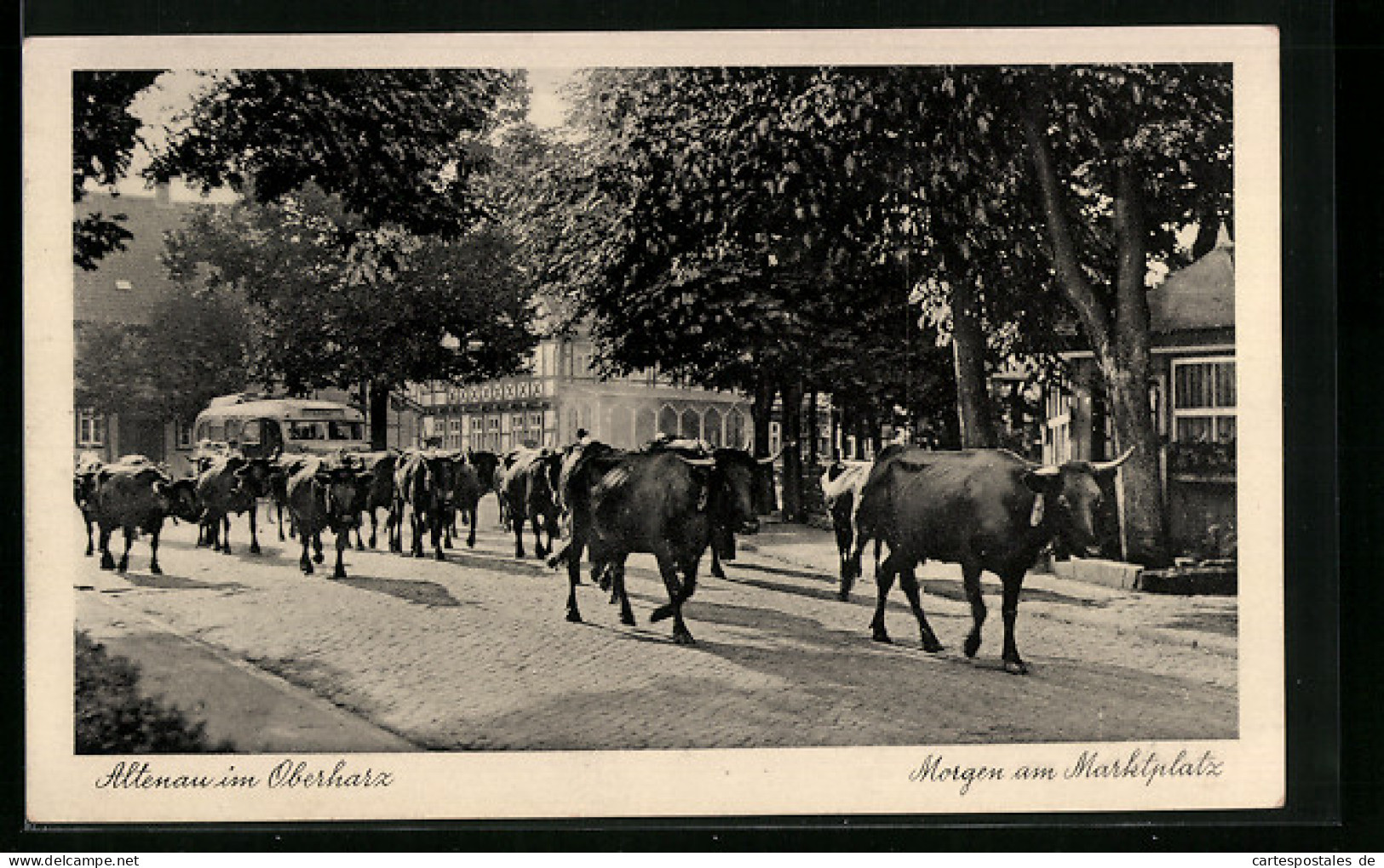 AK Altenau I. Oberharz, Morgen Am Marktplatz, Kühe Treiben über Die Strasse  - Oberharz