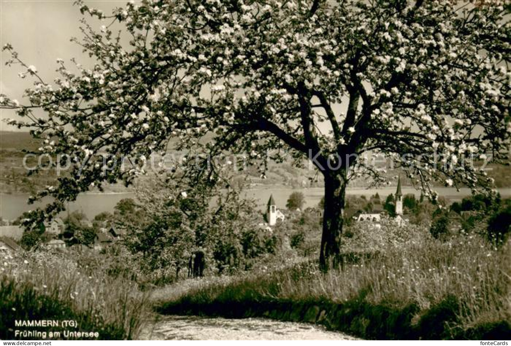 13734383 Mammern Kuranstalt Mammern Fruehling Am Untersee Mammern - Sonstige & Ohne Zuordnung