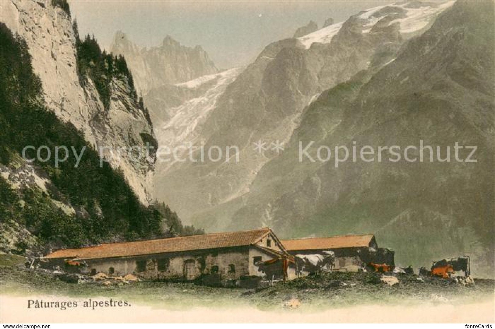 13733312 Herrenrueti Engelberg OW Paturages Alpestres  - Other & Unclassified