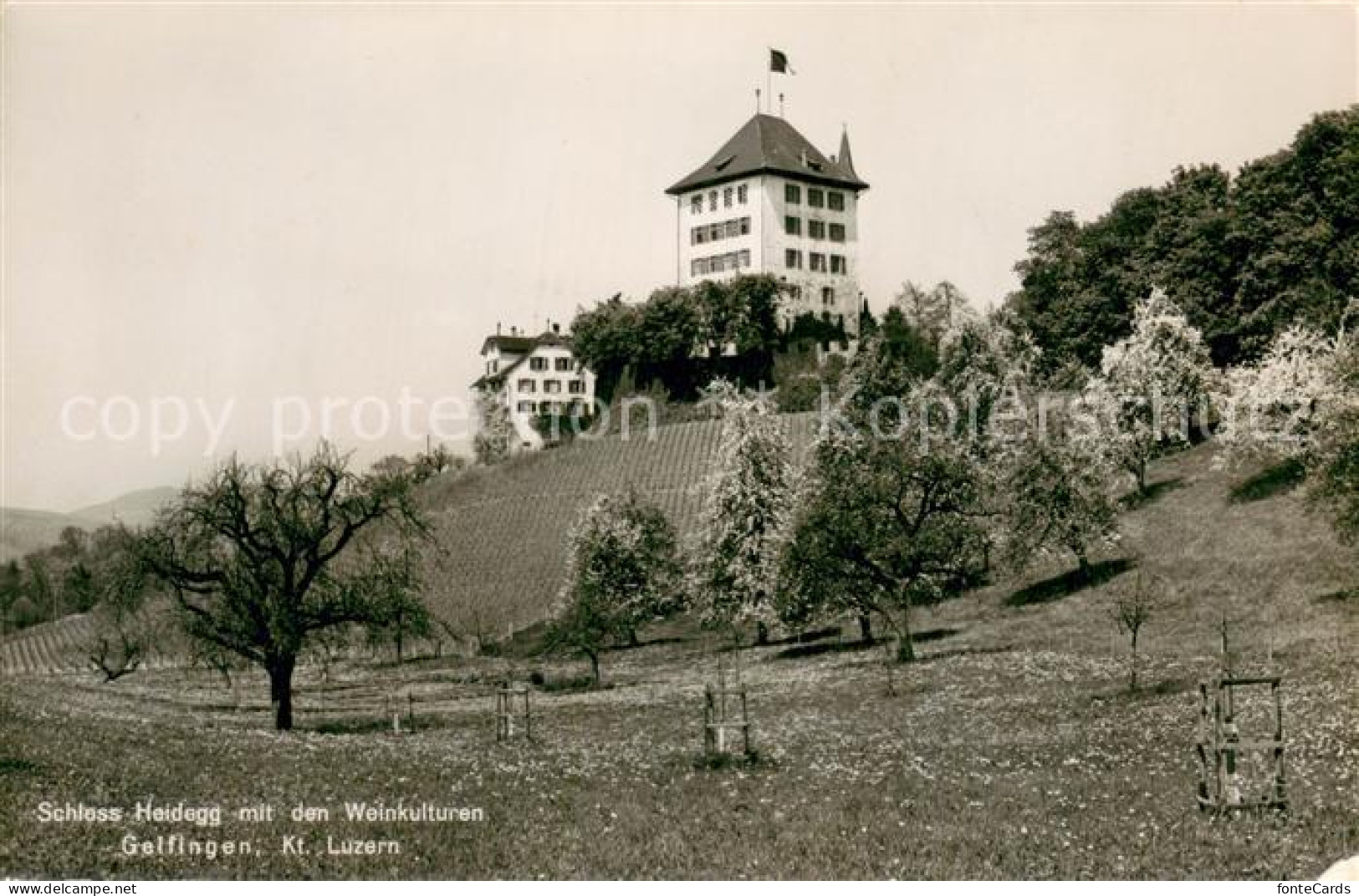 13733123 Gelfingen Schloss Heidegg Mit Den Weinkulturen Feldpost Gelfingen - Other & Unclassified