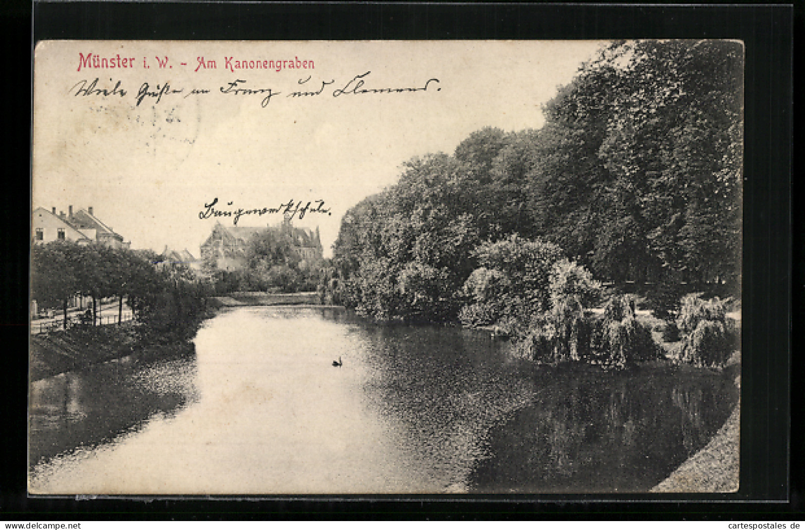 AK Münster I. W., Schwan Auf Dem Kanonengraben  - Münster