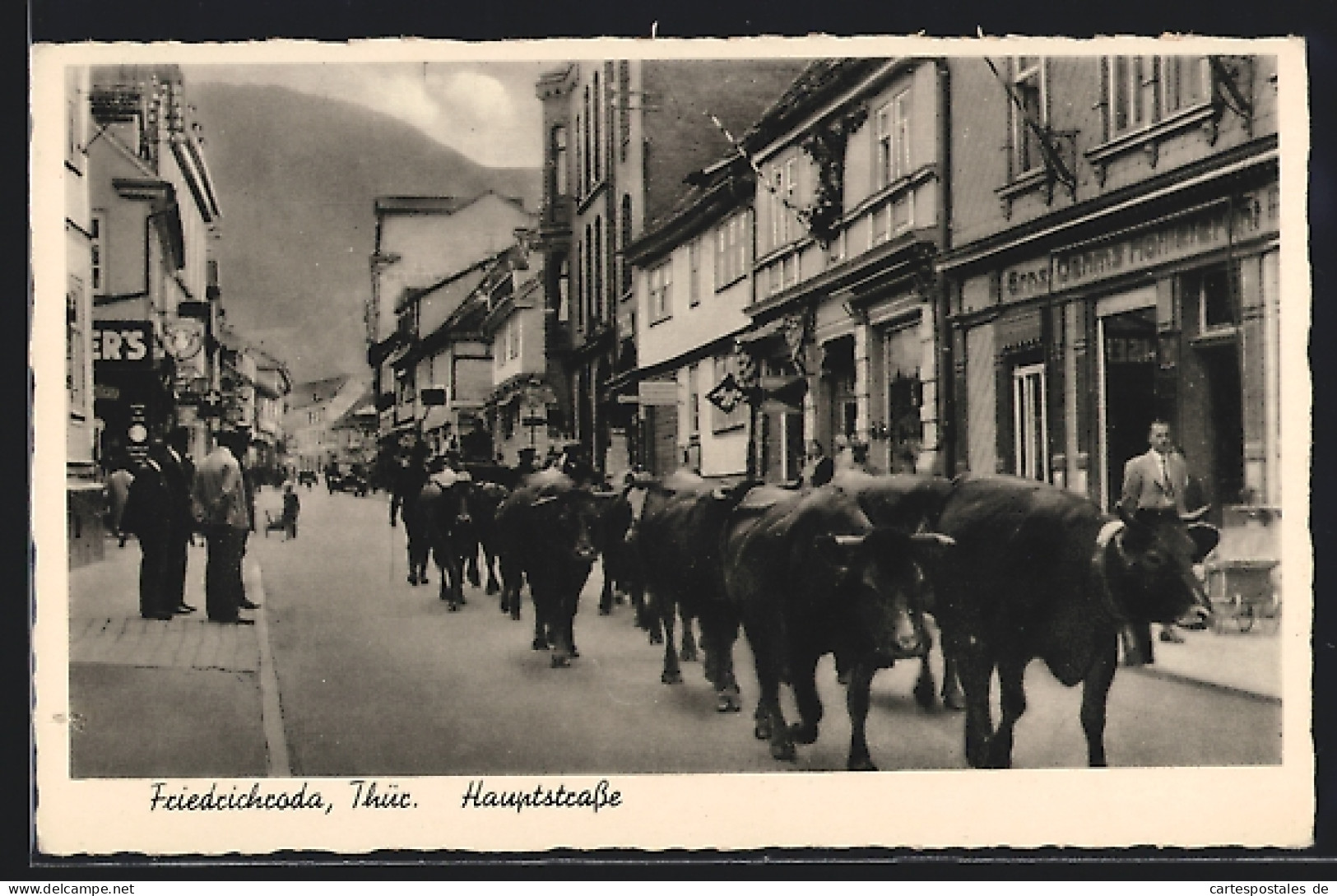 AK Friedrichroda, Kühe Werden Durch Die Hauptstrasse Getrieben  - Friedrichroda