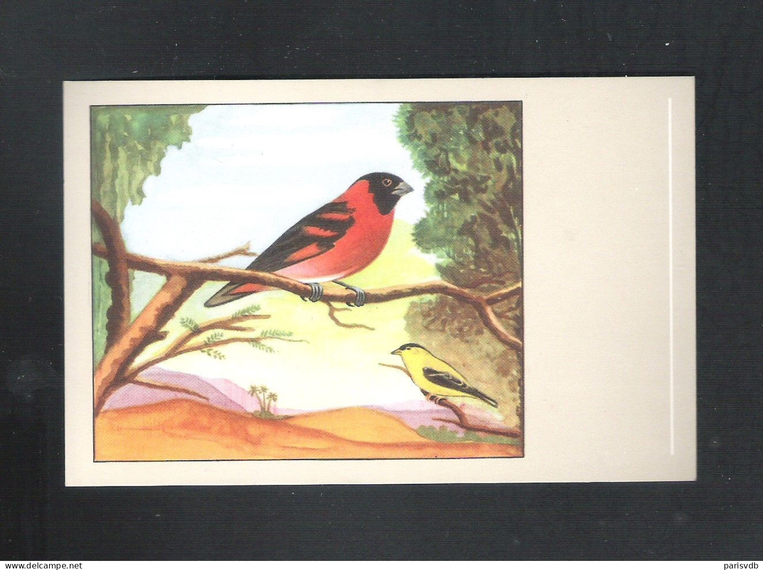 VOGEL - OISEAU - KAPUZENSIJSJE - TARIN ROUGE -  SLUIS N° 21  (13.372) - Pájaros