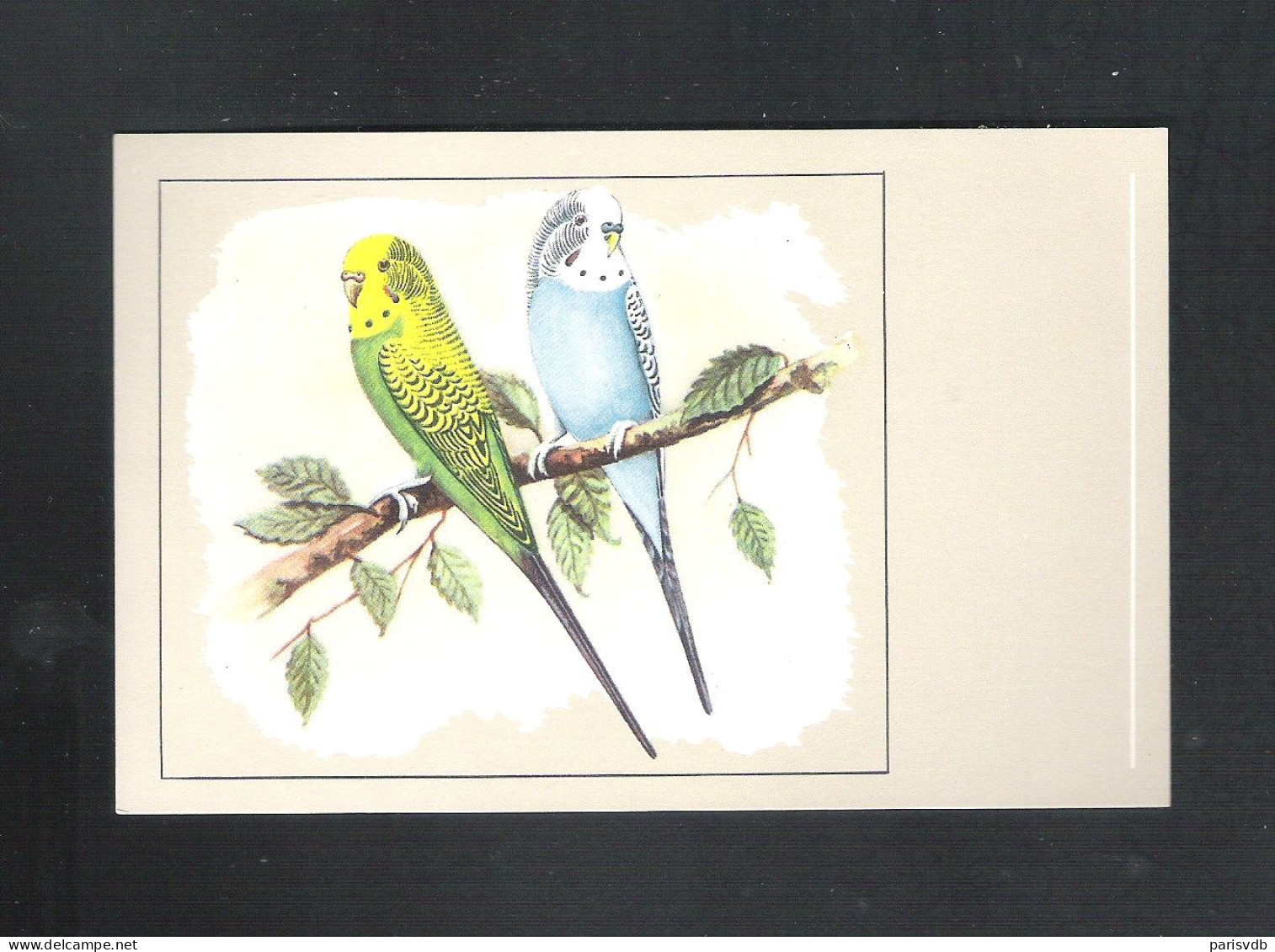 VOGEL - OISEAU - GROENE EN BLAUWE GRASPARKIET - PERRUCHE ONDULEES VERTES ET JAUNES -  SLUIS N° 60  (13.377) - Uccelli