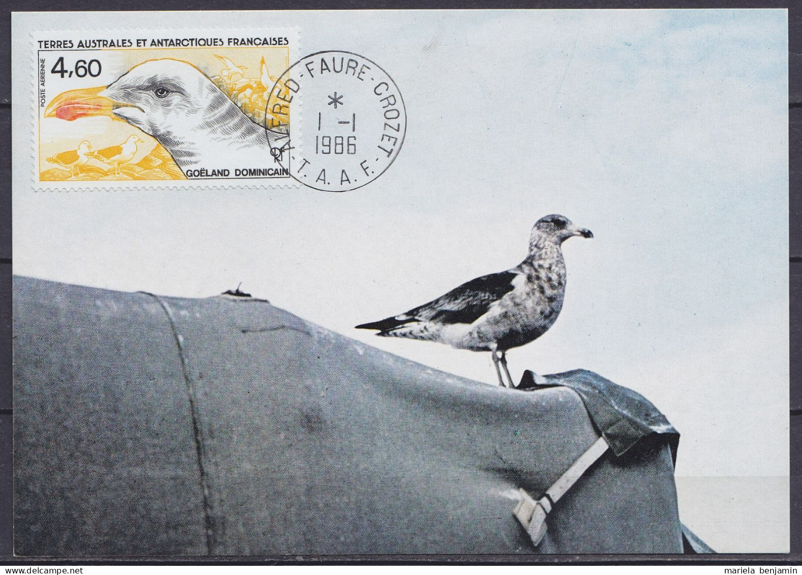 TAAF – Crozet –  Carte-maxi N°PA92 Oiseau Goéland Dominicain Oblit. Alfred Faure 1-1-1986 - Covers & Documents