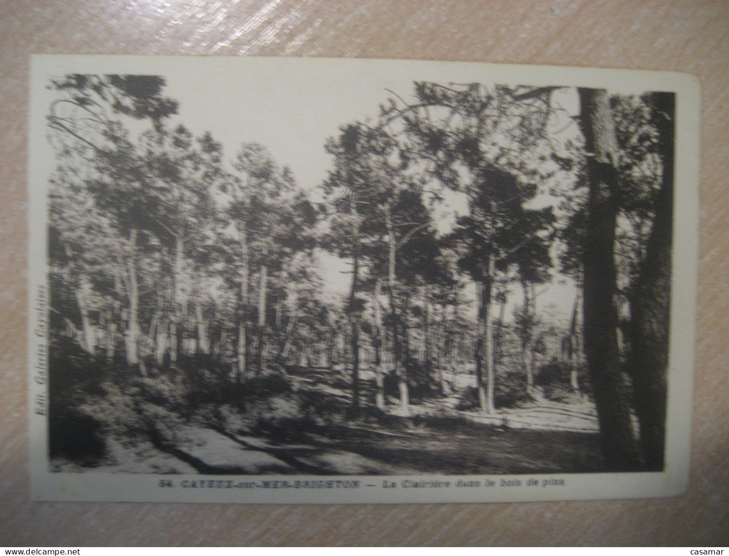 CAYEUX-SUR-MER Brighton La Clairiere Dans Le Bois De Pins Somme Postcard FRANCE - Cayeux Sur Mer