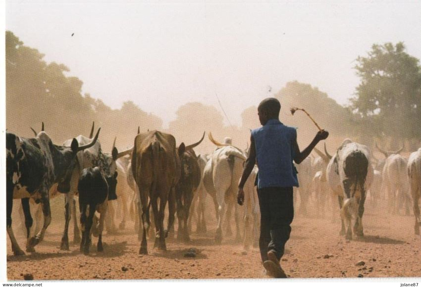 CPM   MALI        DES LE PLUS JEUNE AGE L ENFANT EST BERGER - Mali