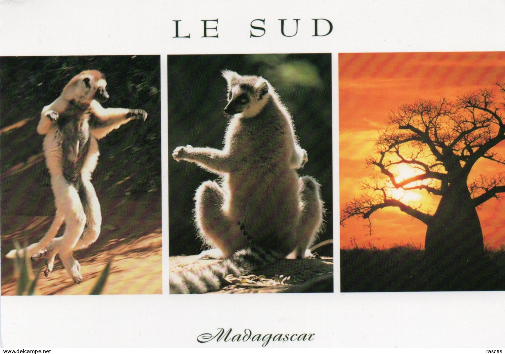 CPM - P - MADAGASCAR - LE SUD - LEMURIENS ( SIFAKA DANSANT ET MAKISE CHAUFFANT ) ET BAOBAB DE LA RESERVE DE BERENTY - Madagascar