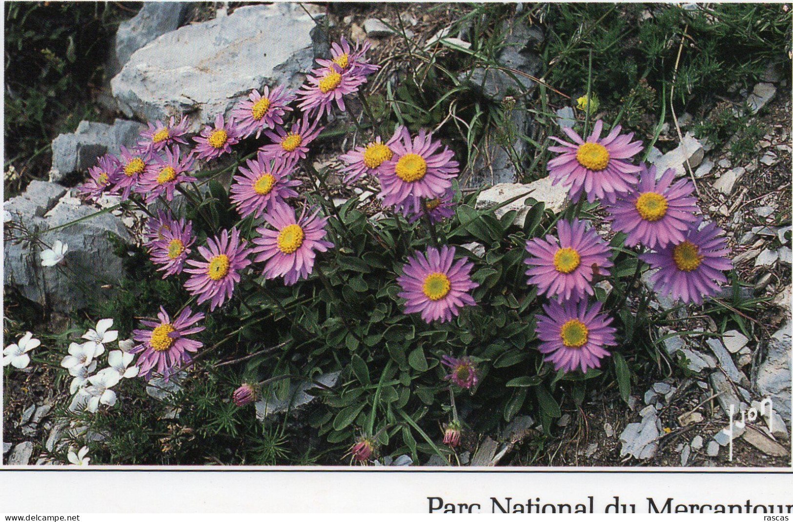 CPM - P - PARC NATIONAL DU  MERCANTOUR - ASTIER DES ALPES - Flores