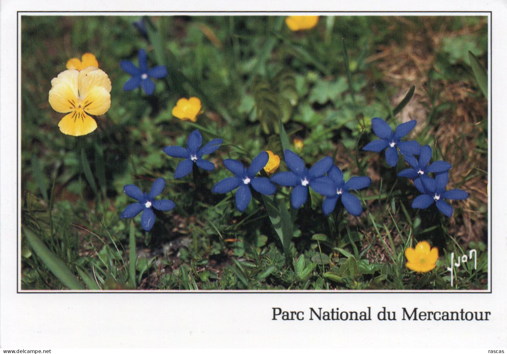 CPM - P - PARC NATIONAL DU  MERCANTOUR - GENTIANE PRINTANIERE - Fleurs