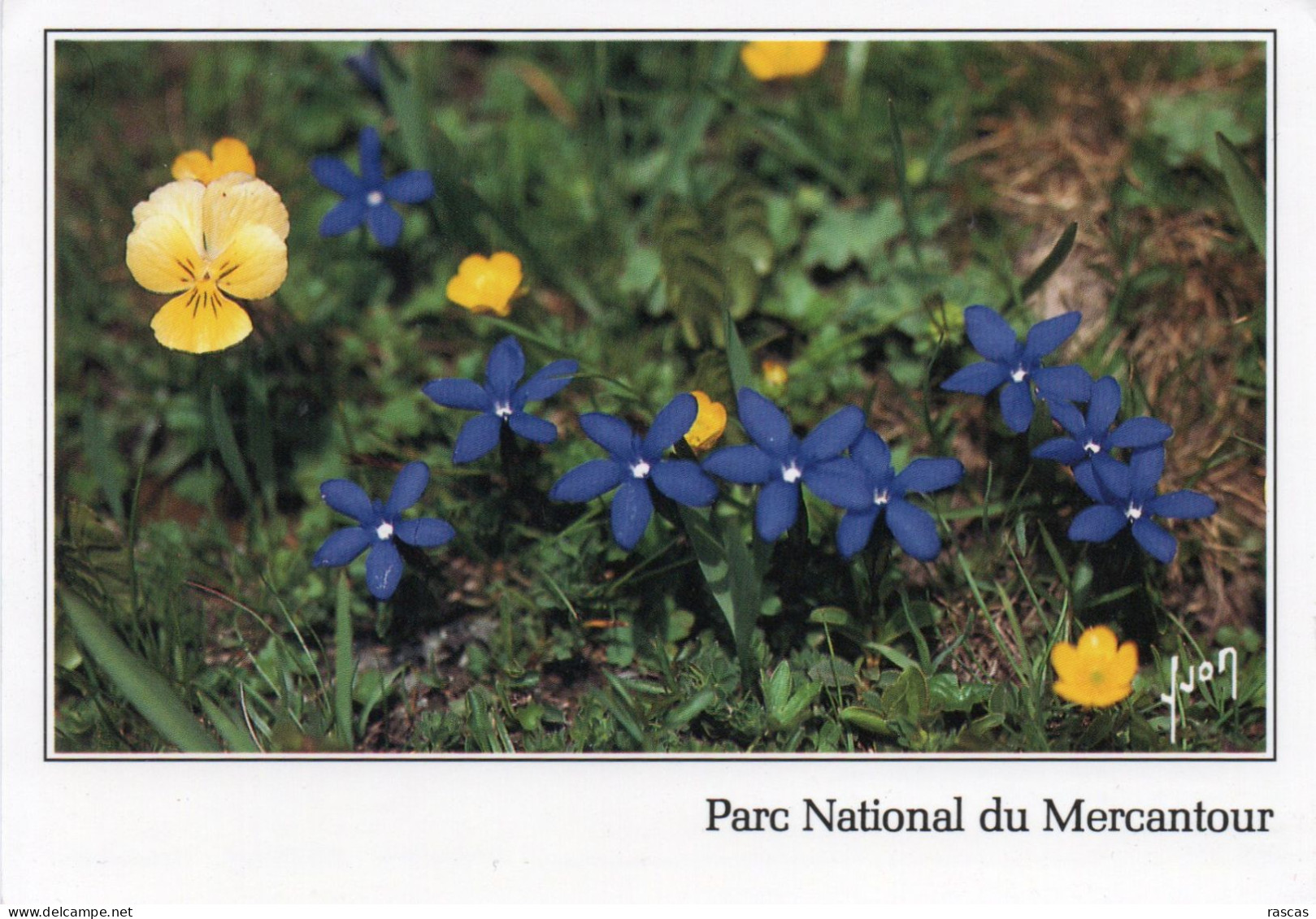 CPM - P - PARC NATIONAL DU  MERCANTOUR - GENTIANE PRINTANIERE - Blumen