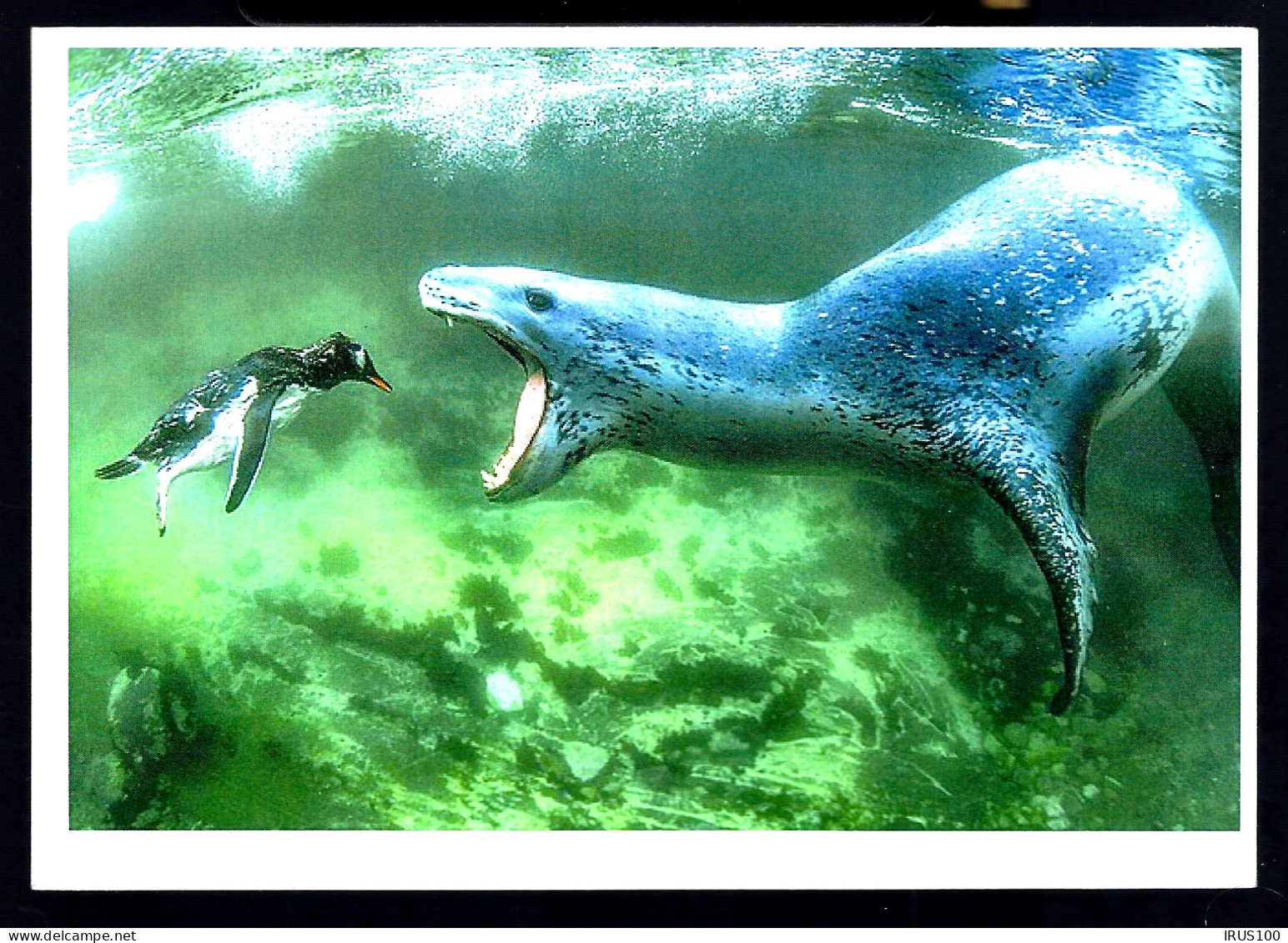 ANTARCTIC - NAWSON STATION - PHOQUES - PINGUINS  - Forschungsstationen