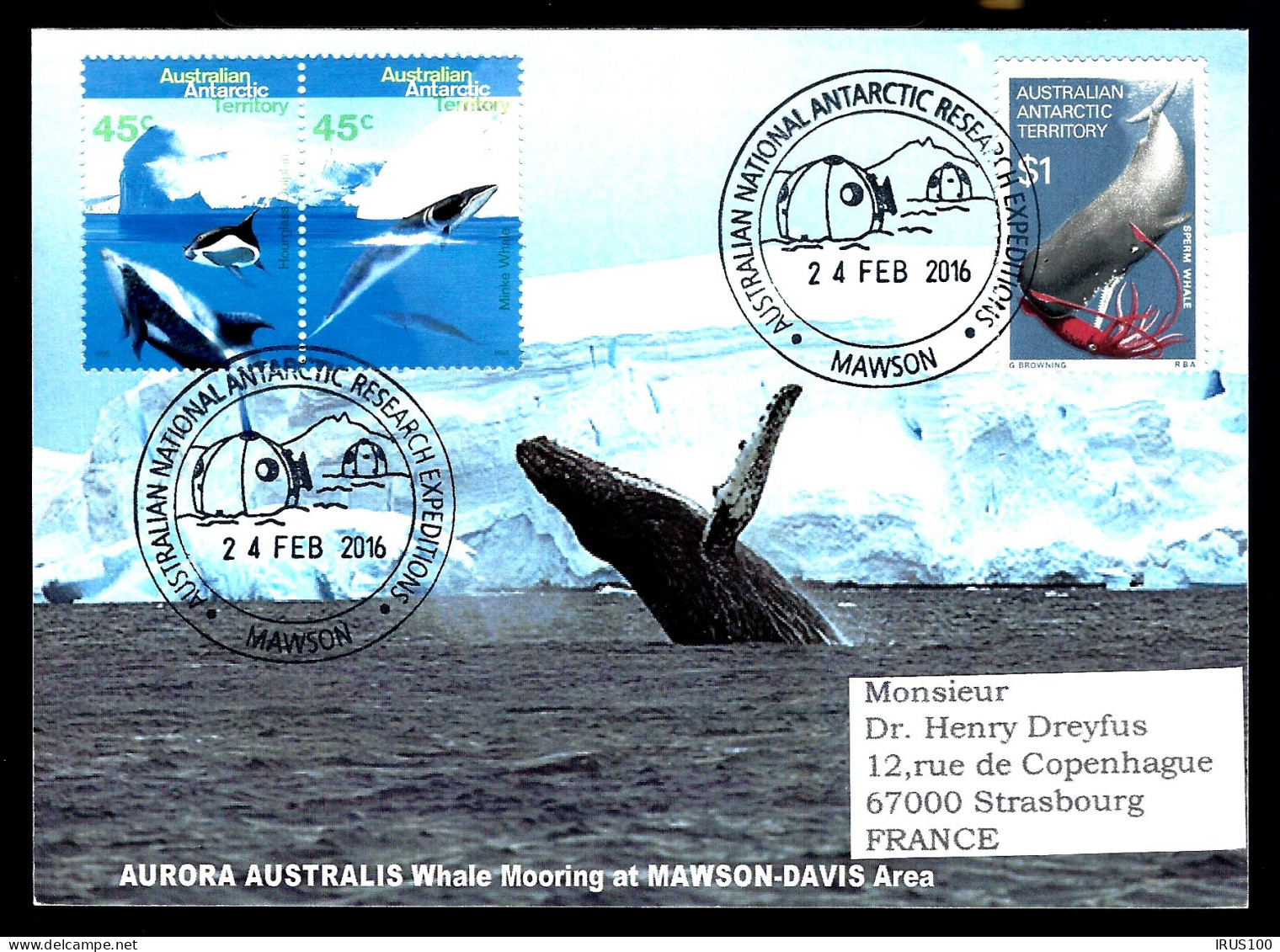 BALEINES - NAWSON - EXPÉDITION ANTARCTIC -  - Whales