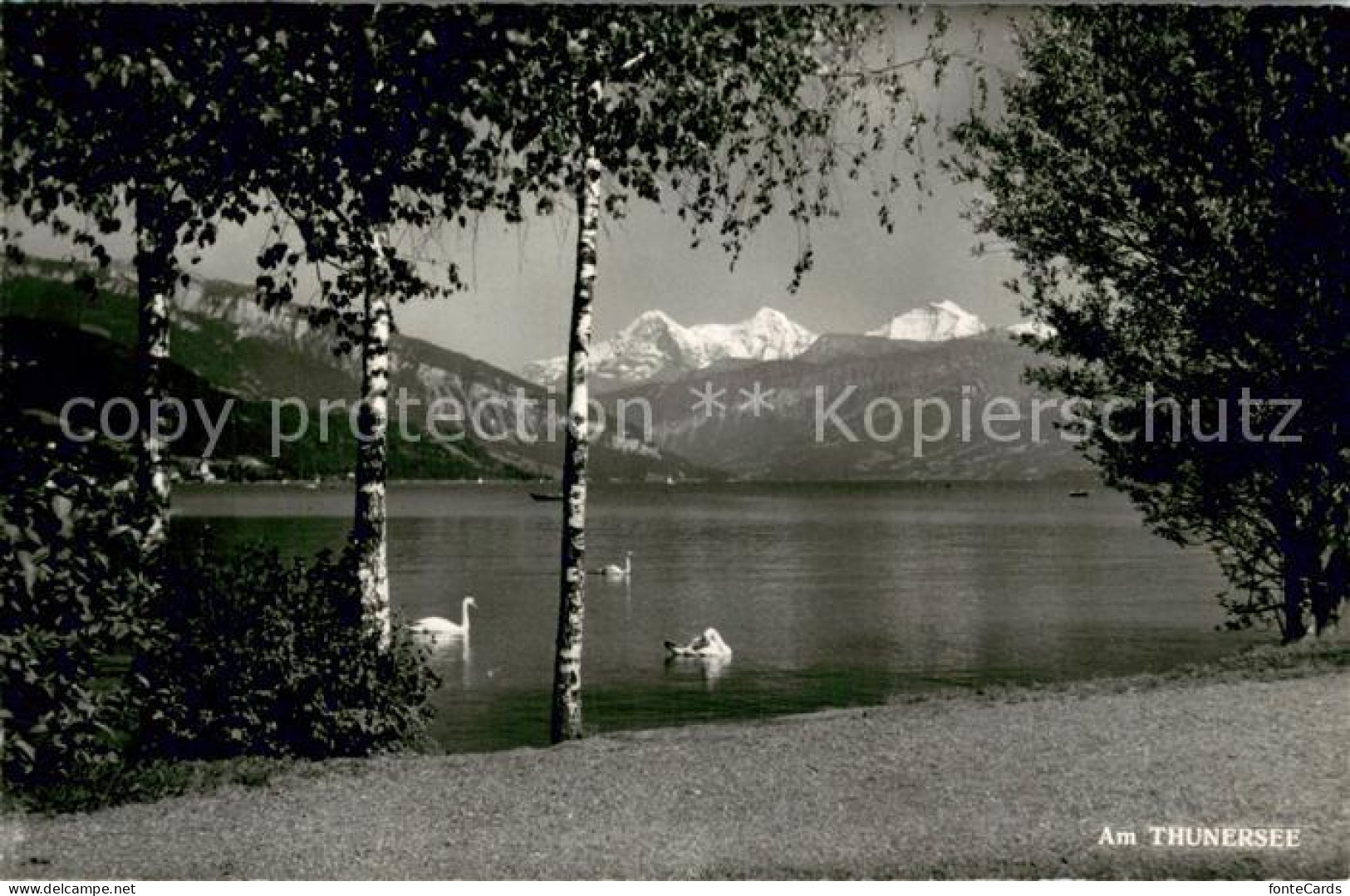 13712181 Thun BE Partie Am Thunersee Mit Eiger Moench Und Jungfrau Berner Alpen  - Autres & Non Classés