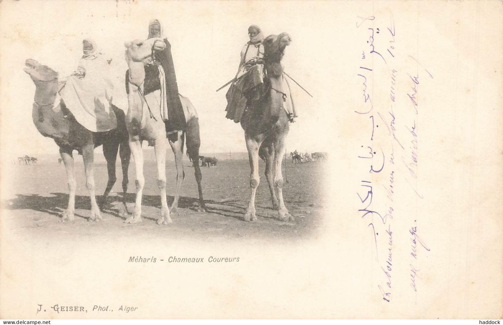 MEHARIS : CHAMEAUX COUREURS - Sonstige & Ohne Zuordnung