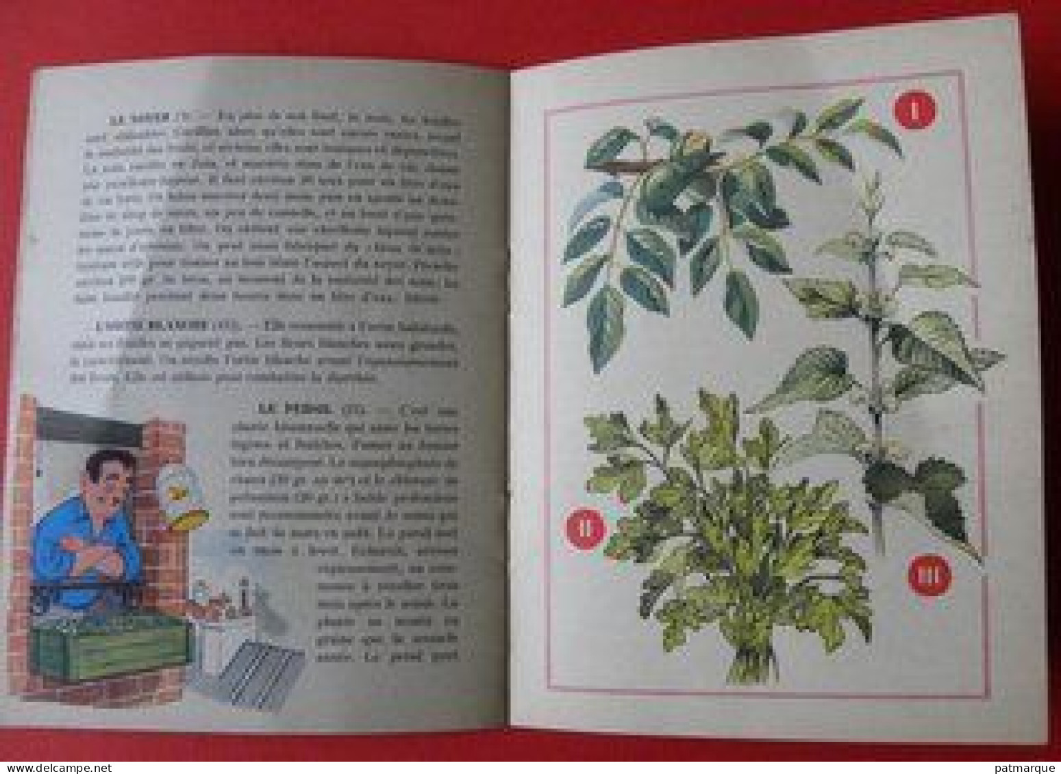 Les Plantes Médicinales Et Aromatiques - Giardinaggio