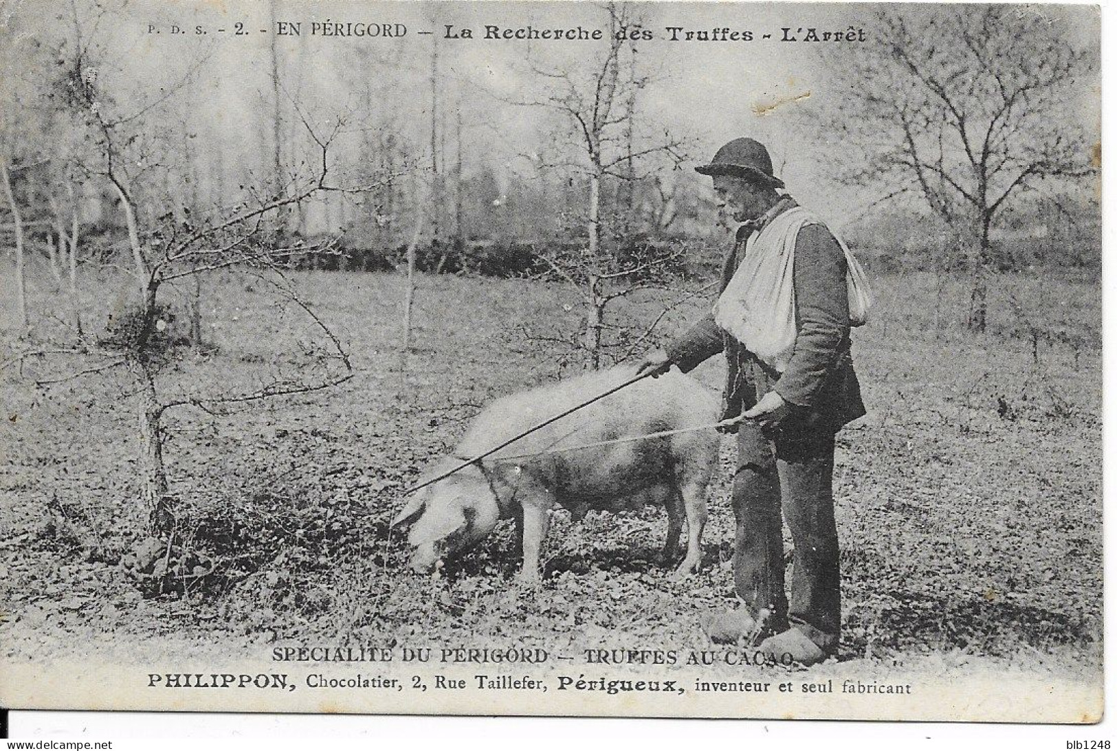 24 Dordogne En Perigord La Recherche Des Truffes L'arret Cochon Publicité Philippon Chocolatier Perigueux - Otros & Sin Clasificación