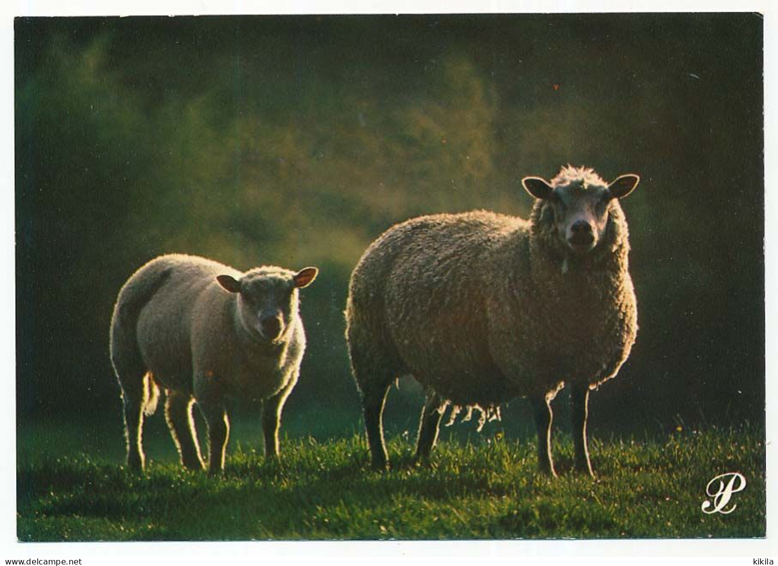 CPSM / CPM 10.5 X 15 Prestige DORDOGNE Moutons Dans Un Pré - Sarlat La Caneda