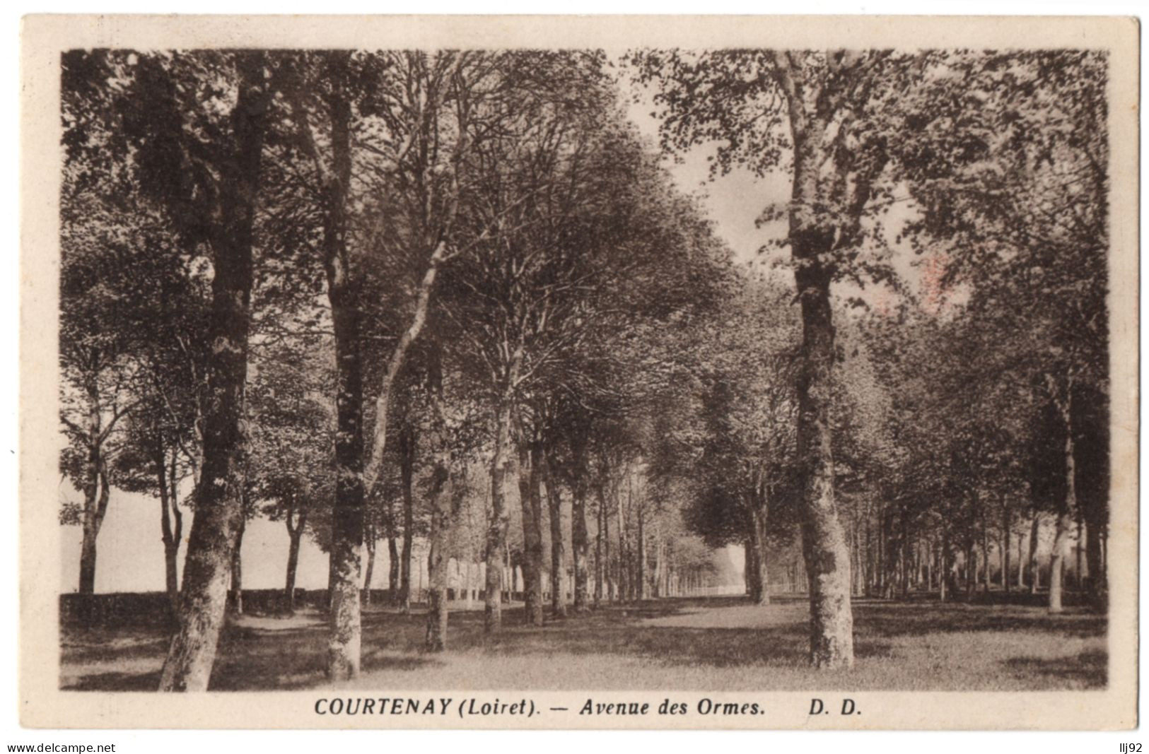 CPA 45 - COURTENAY (Loiret) - Avenue Des Ormes - D. D. - Courtenay