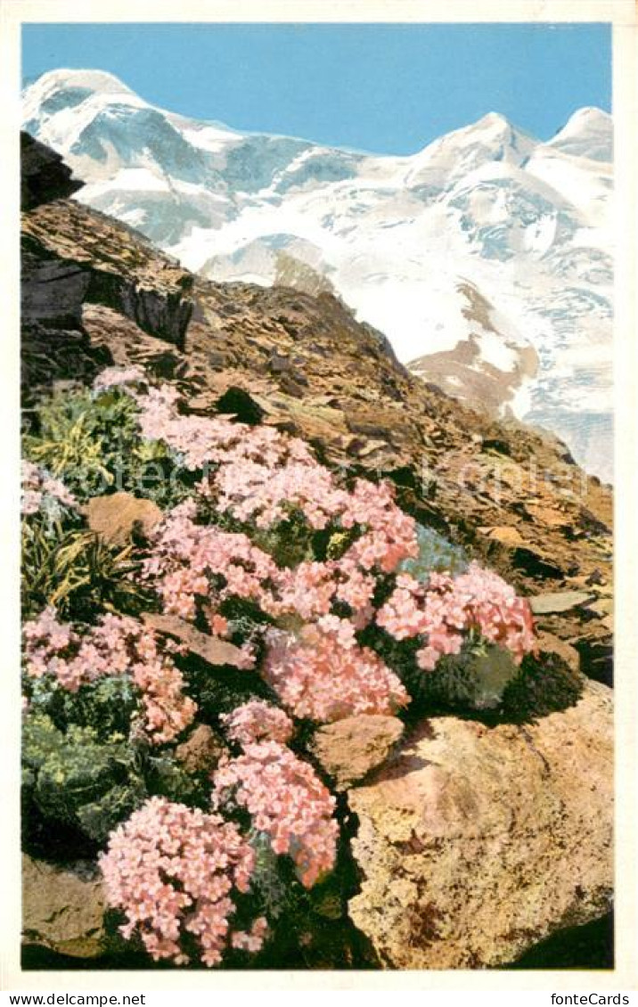 13708902 Zermatt VS Androsace Glacialis Gletscher Mannschild Gorner Grat Photoch - Other & Unclassified