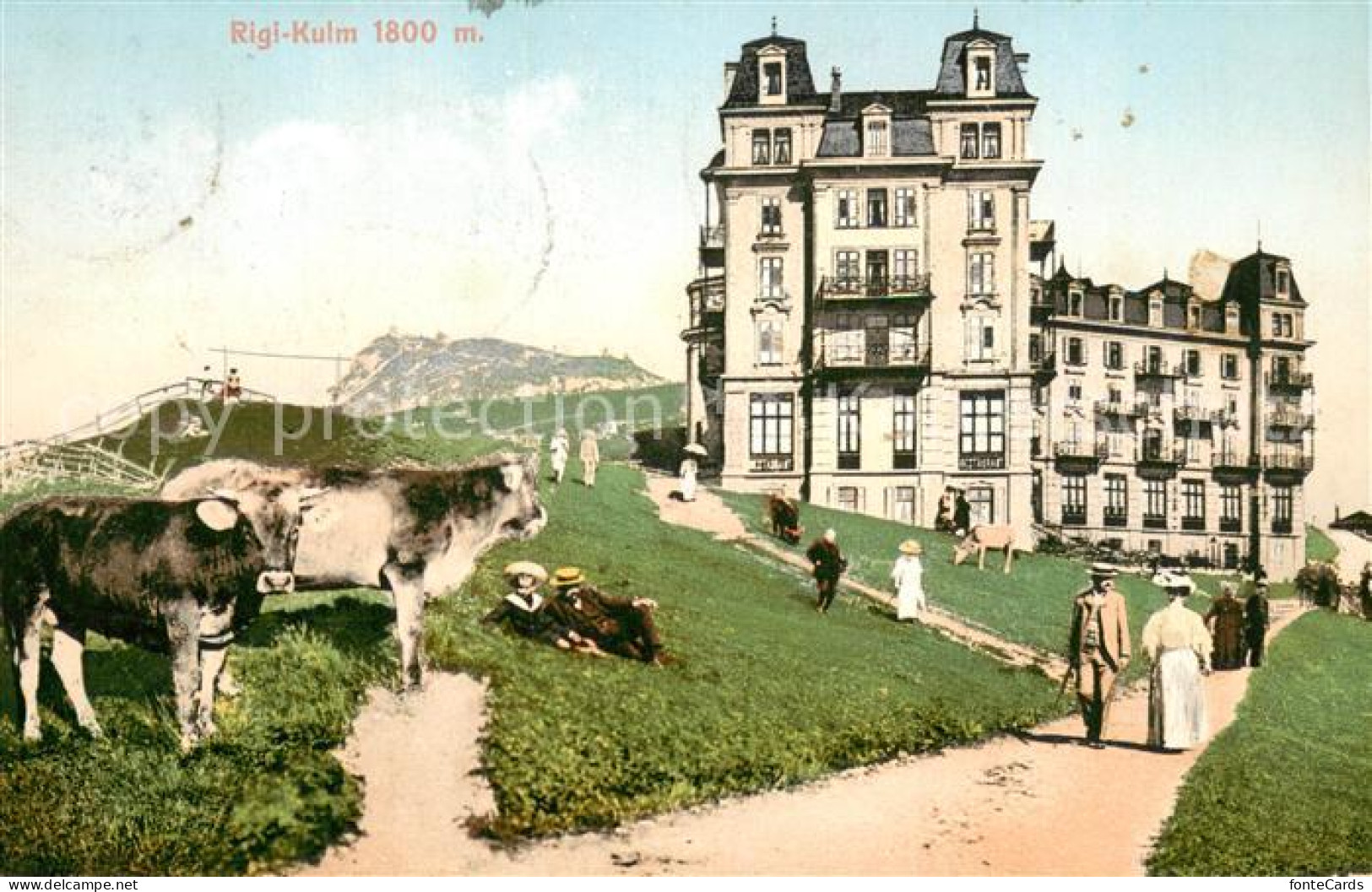 13708688 Rigi Kulm Berghotel Wanderweg Kuehe Rigi Kulm - Sonstige & Ohne Zuordnung