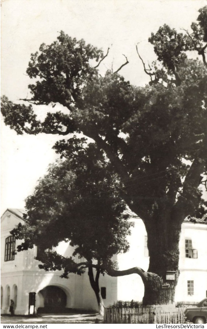 FLEURS, PLANTES &  ARBRES - Arbres - Vue Générale - Maison - Carte Postale Ancienne - Árboles