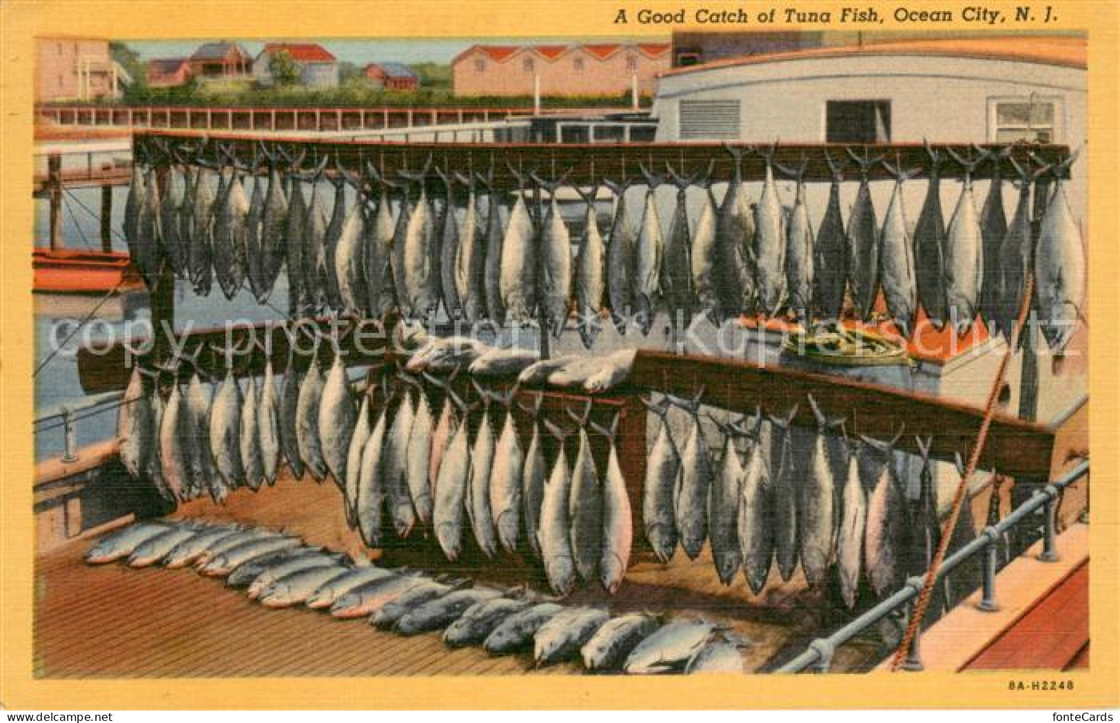 13699518 Ocean_City_New_Jersey A Good Catch Of Tuna Fish - Other & Unclassified