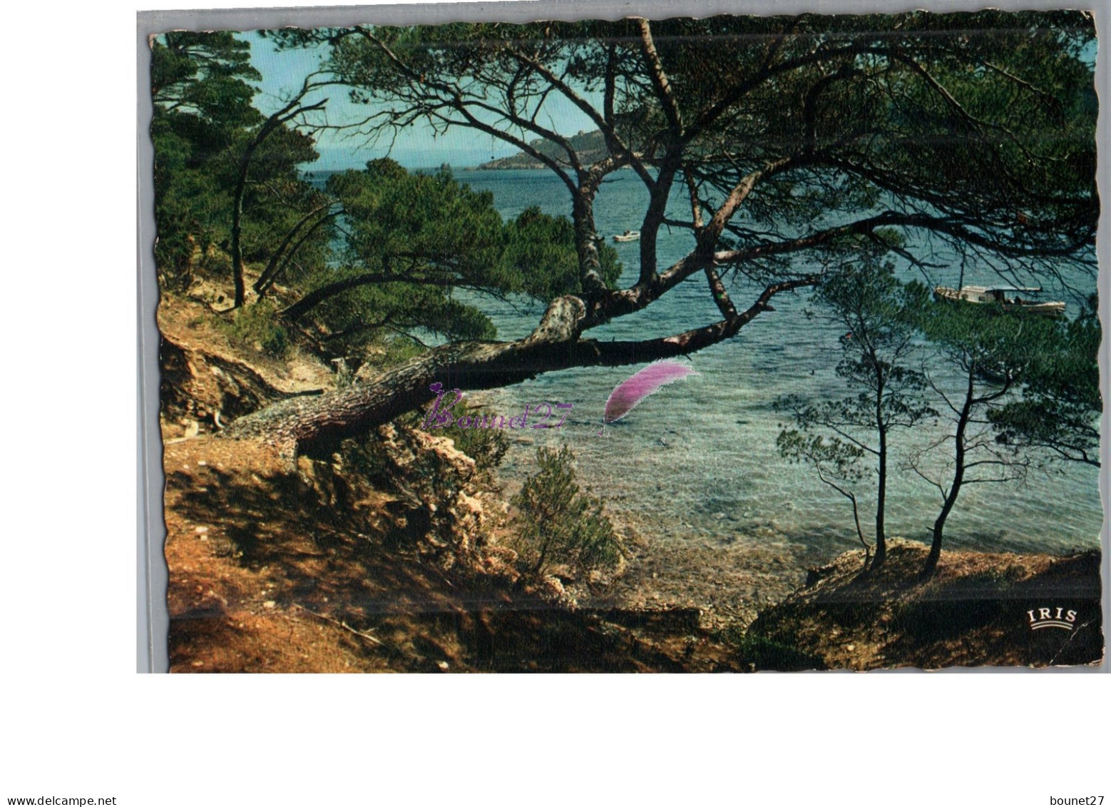 REFLETS DE LA COTE D'AZUR - Les Pins Sur Les Rochers Arbre Mer  Bateau 1966 - Provence-Alpes-Côte D'Azur